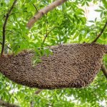 Bees are dying; hence, the humans will starve